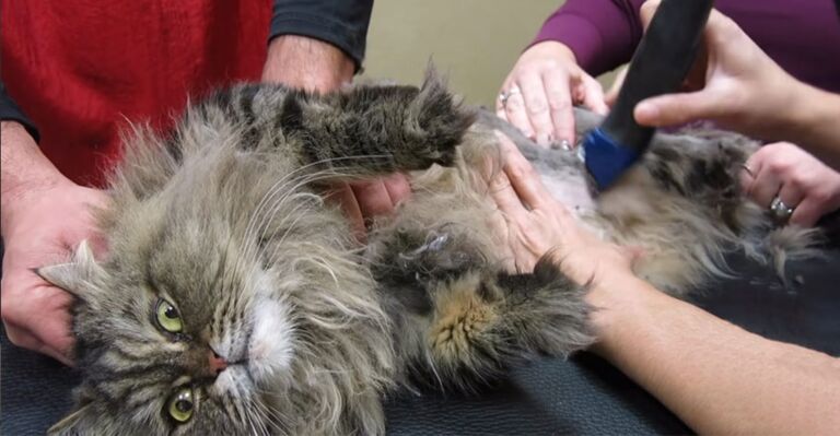 How To Get Wax Out Of Cat Hair Easy Guide WaxCrafter