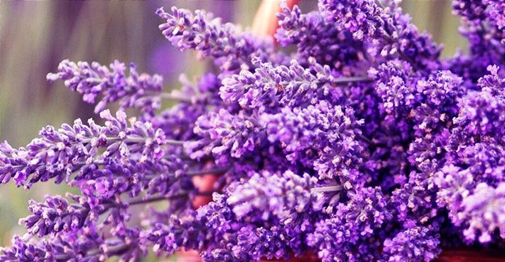Lavender scent for candles
